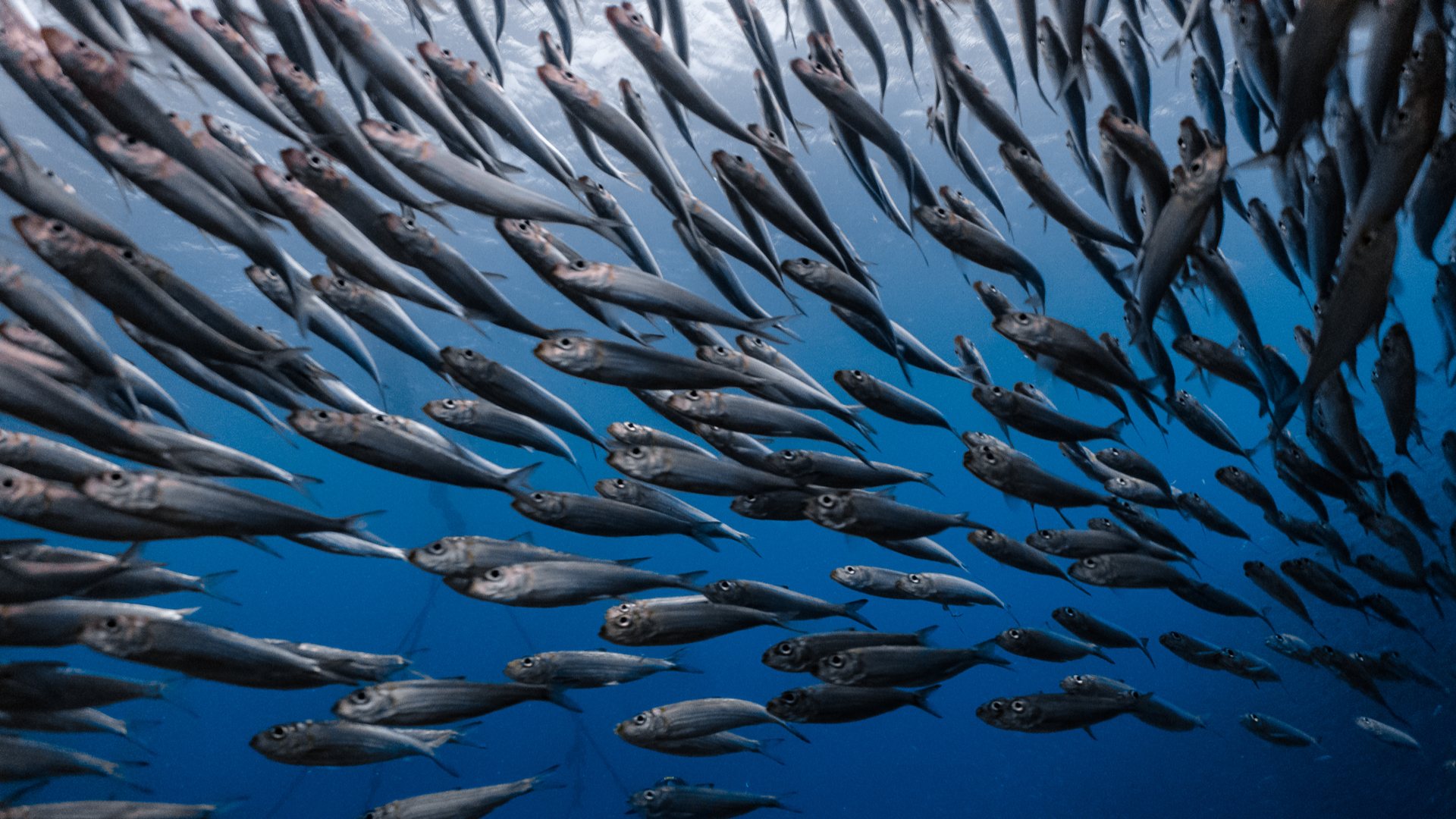Sustainability is crucial if we want to still see fish in the sea in a few decades. 